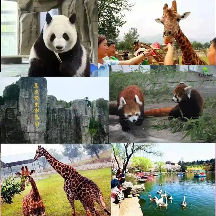 家门口出游/遛娃十个好去处！88逛秦岭野生动物园、郑国渠红叶节、18.8抢大玩家100枚游戏币..