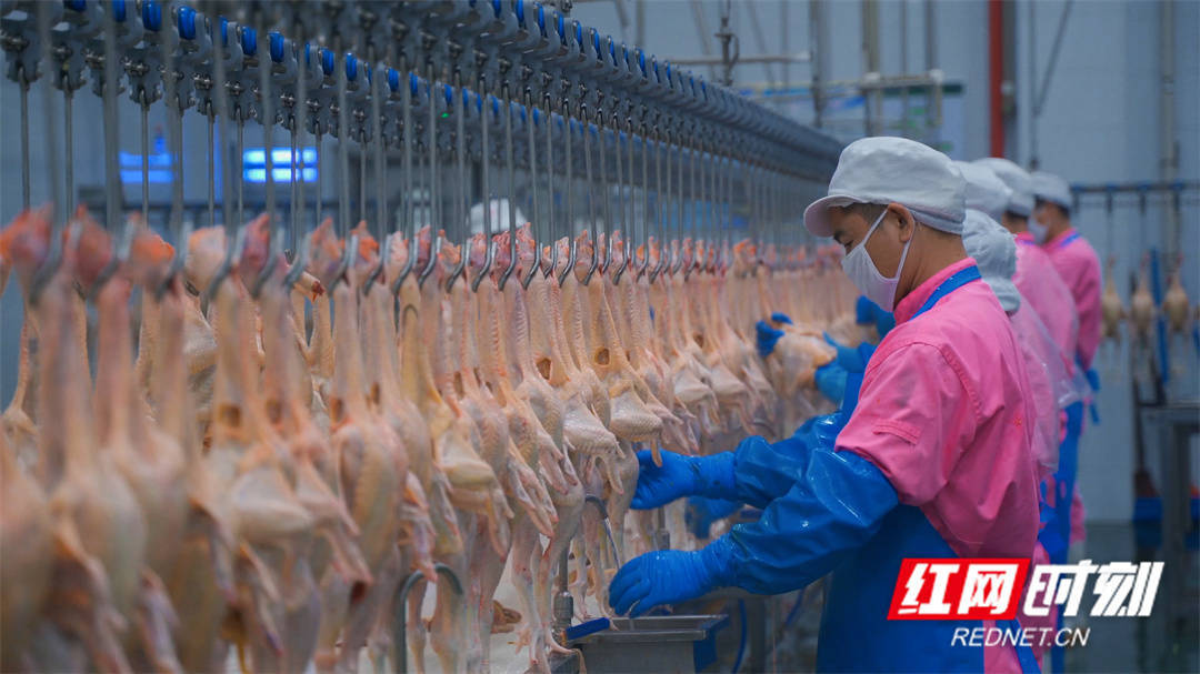 强链、补链、延链——湖南肉类加工业靠啥破势出圈？