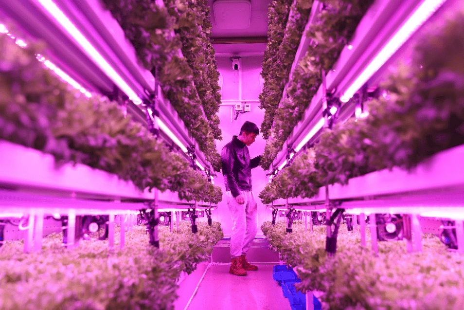 拼多多发布2024财报：高质量发展战略进入收获期，全年营收3938亿人民币