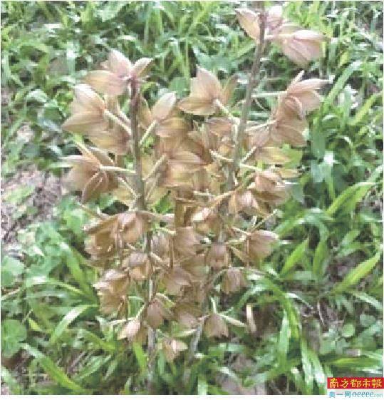 苦梓天然林加入“鹏友圈”